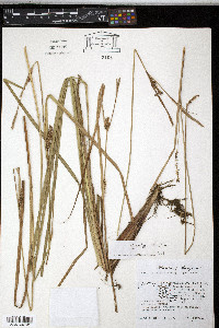Carex striata image