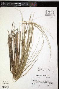 Carex striata image