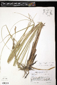 Carex striata image