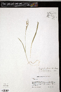 Carex striatula image