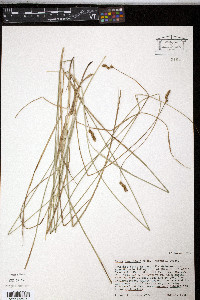 Carex tumulicola image