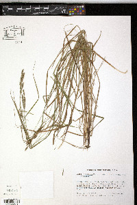 Carex virescens image