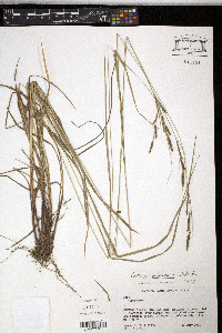 Carex virescens image