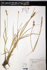 Carex vulpina image