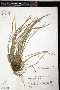 Carex willdenowii image