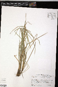 Carex willdenowii image