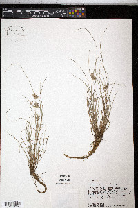 Cyperus bipartitus image