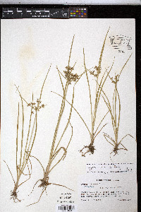 Cyperus dentatus image