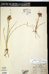 Cyperus dentatus image