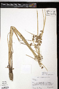 Cyperus difformis image