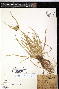 Cyperus eragrostis image