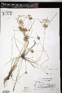 Cyperus flavescens image