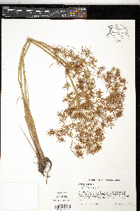 Cyperus haspan image