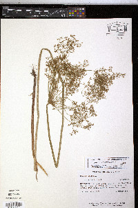Cyperus haspan image