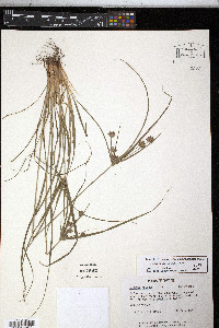 Cyperus houghtonii image