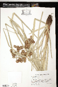 Cyperus planifolius image