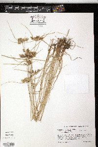 Cyperus polystachyos var. polystachyos image