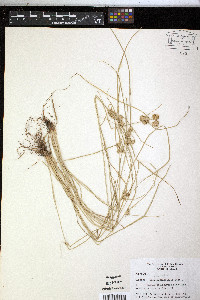 Cyperus acuminatus image