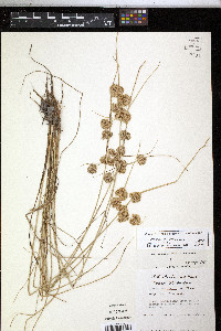 Cyperus acuminatus image