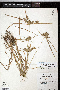 Cyperus aggregatus image