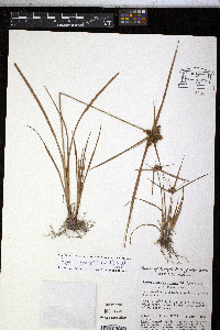 Cyperus aggregatus image