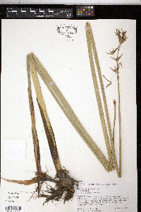 Cyperus articulatus image
