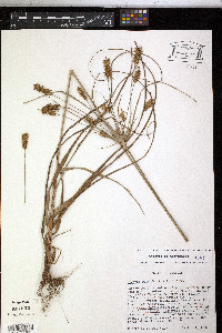 Cyperus retrofractus image