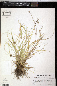 Dichromena ciliata image