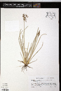 Fimbristylis complanata image