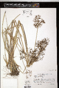 Fimbristylis complanata image