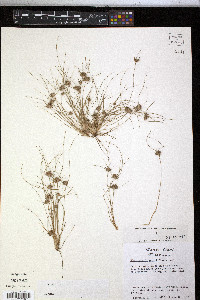 Fimbristylis vahlii image
