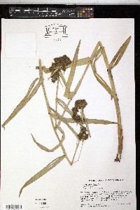 Fuirena umbellata image