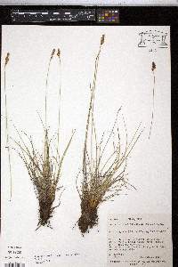 Kobresia simpliciuscula image