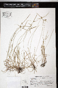 Kyllinga gracillima image