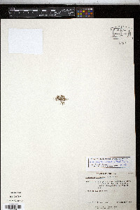 Cyperus subsquarrosus image