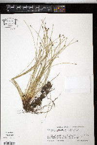 Eleocharis geniculata image
