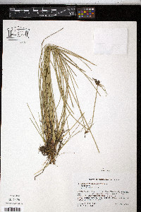 Eleocharis melanocarpa image