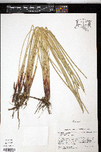 Eleocharis mutata image