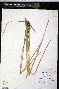Eleocharis quadrangulata image