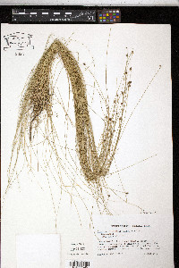 Eleocharis tortilis image