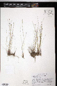 Eleocharis tenuis image