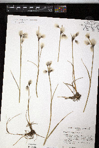 Eriophorum angustifolium image