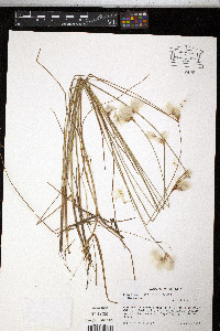 Eriophorum gracile image