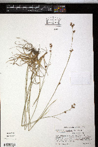 Rhynchospora globularis var. recognita image