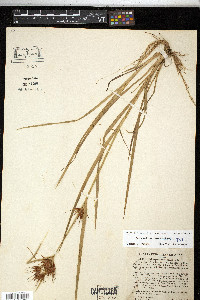 Rhynchospora macrostachya image