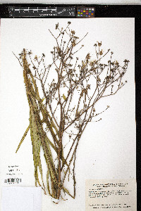 Lactuca graminifolia image