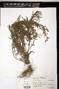 Conyza bonariensis image
