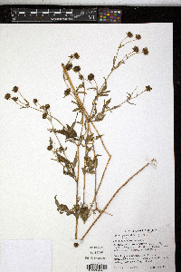 Bidens aristosa image