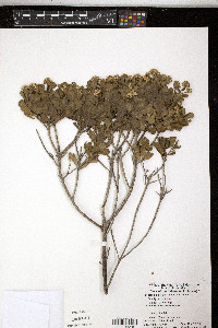 Salmea petrobioides image