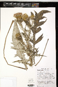 Cirsium discolor image